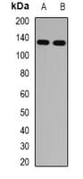 RBP3 / IRBP Antibody