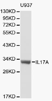 IHC-plus™ Polyclonal Rabbit anti-Human IL17A Antibody (IHC, WB)