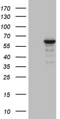 ZNF286A Antibody (aa1-252, clone OTI3C5)
