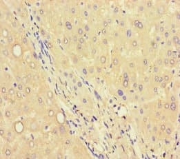 Polyclonal Rabbit anti-Human C6orf223 Antibody (IHC, IF)