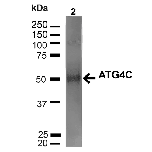 AUTL1 / ATG4C Antibody (Biotin)