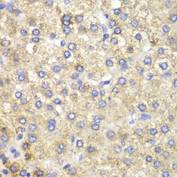 HADH Antibody