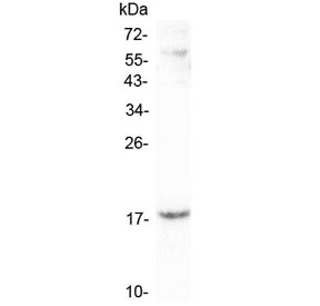 CCL16 / LEC Antibody
