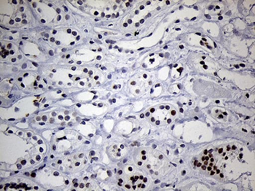 C14orf80 Antibody (clone OTI6A3, Carrier-free)