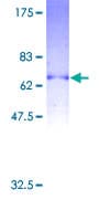 Human P2RY2 / P2Y2 Protein (Recombinant GST)