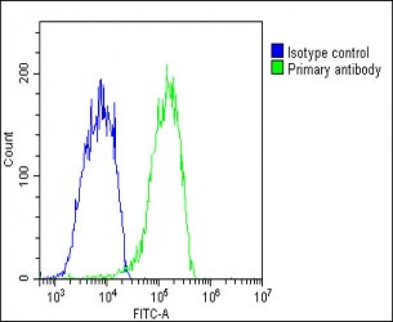 CHRNE Antibody (Internal)