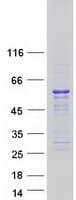 Human SKAP1 / SCAP1 Protein (Recombinant Myc-DDK (Flag))