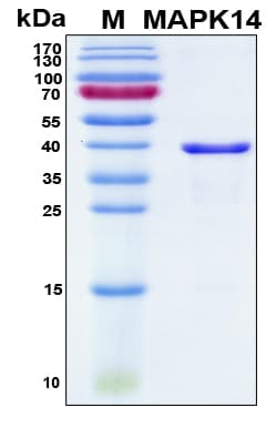 Human MAPK14 / p38 Protein (Recombinant His, N-Terminal)