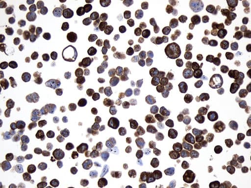 AGR2 Antibody (aa21-175, clone UMAB245, Carrier-free)