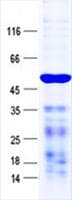 Human MSL1 Protein (Recombinant His, N-Terminal)