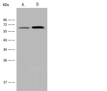 B3GNT3 / TMEM3 Antibody (Preservative Free)