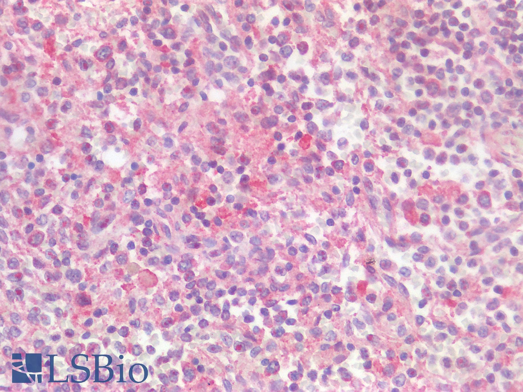 CD163L1 / SCART1 Antibody