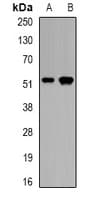 CALCOCO2 Antibody