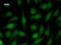 HIRA Antibody (clone 374C6a)