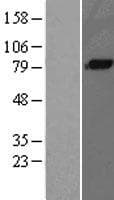 Complement C1s Protein (Over-Expression Lysate Myc-DDK (Flag))