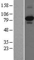 NTRK1 / TrkA Protein (Over-Expression Lysate Myc-DDK (Flag))