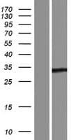 YJEFN3 Protein (Over-Expression Lysate Myc-DDK (Flag))