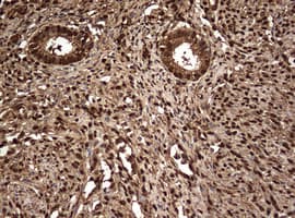 Monoclonal Mouse anti-Human GAPDH Antibody (clone OTI2F9, IHC, WB)