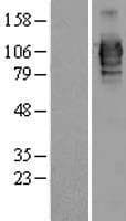 LRRC50 Protein (Over-Expression Lysate Myc-DDK (Flag))