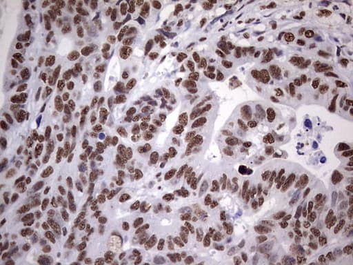 MYF5 / MYF 5 Antibody (clone OTI2G5)