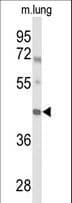 IRX2 Antibody (aa180-208)