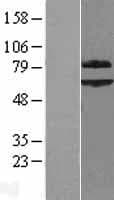 SHOC2 Protein (Over-Expression Lysate Myc-DDK (Flag))