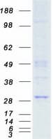 Human EIF4E Protein (Recombinant Myc-DDK (Flag))