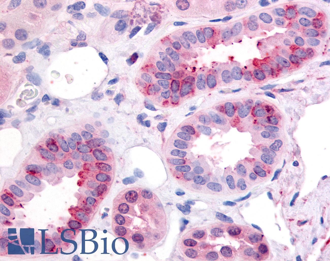 IHC-plus™ GPR1 Antibody (Cytoplasmic Domain)
