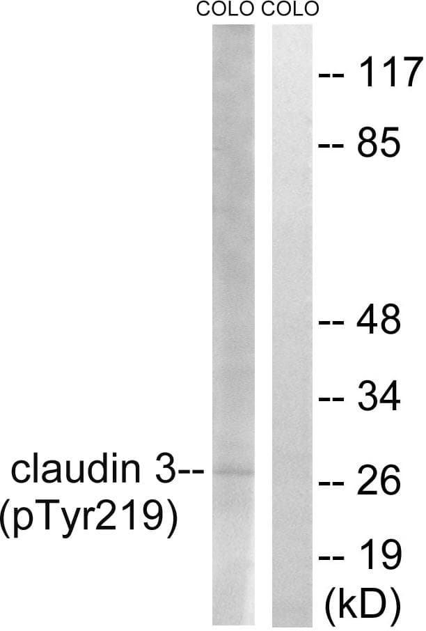 CLDN3 / Claudin 3 Antibody (phospho-Tyr219)