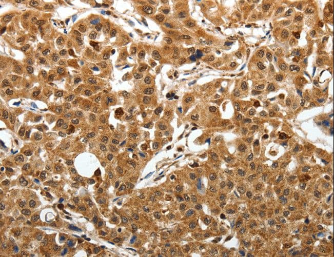 SOX13 Antibody