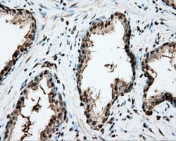 CYP1A2 Antibody (clone OTI15E2)