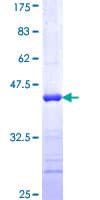 Human GRSF1 Protein (Recombinant GST, N-terminus)