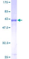 Human STX7 / Syntaxin 7 Protein (Recombinant GST)