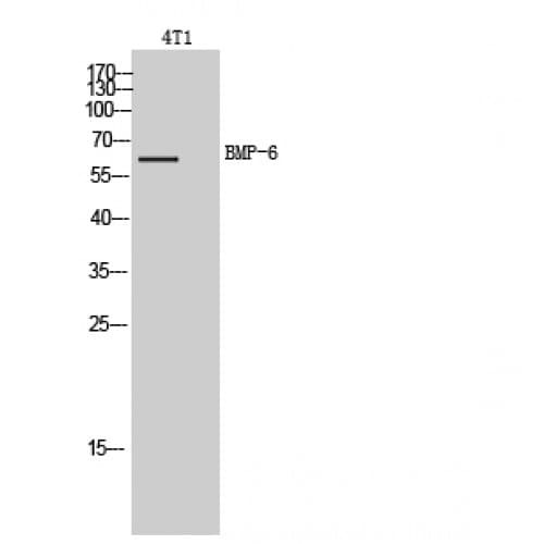 Polyclonal Rabbit anti-Human BMP6 Antibody (341-390 aa, Internal, WB)