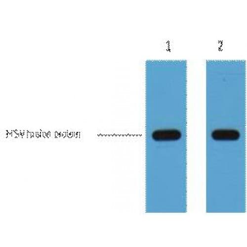 Monoclonal Mouse HSV Tag Antibody (clone 9D7, WB)