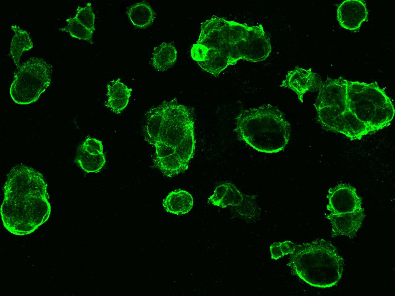 TROP2 / TACSTD2 Antibody