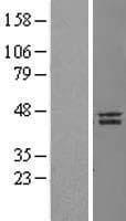 NANOG Protein (Over-Expression Lysate Myc-DDK (Flag))