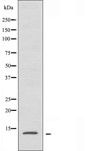 RPL34 / Ribosomal Protein L34 Antibody
