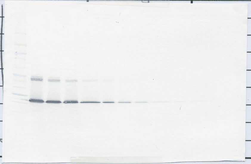 IL5 Antibody (Biotin)