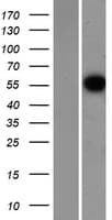 CCNL1 / Cyclin L1 Protein (Over-Expression Lysate Myc-DDK (Flag))