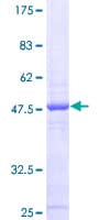 Human MRPS24 Protein (Recombinant GST)