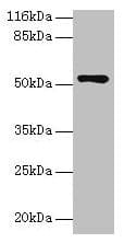 CCDC14 Antibody