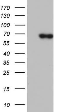 PIK3CD / PI3K Delta Antibody (aa286-610, clone OTI6A12)