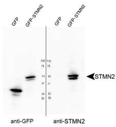 Polyclonal Rabbit anti-Mouse SCG10 / STMN2 Antibody (C-Terminus, IHC, IF, WB)