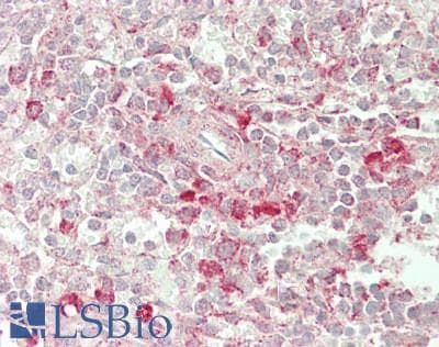 IHC-plus™ Monoclonal Mouse anti-Human BTN3A2 Antibody (clone 1A6, IHC, IF, WB)