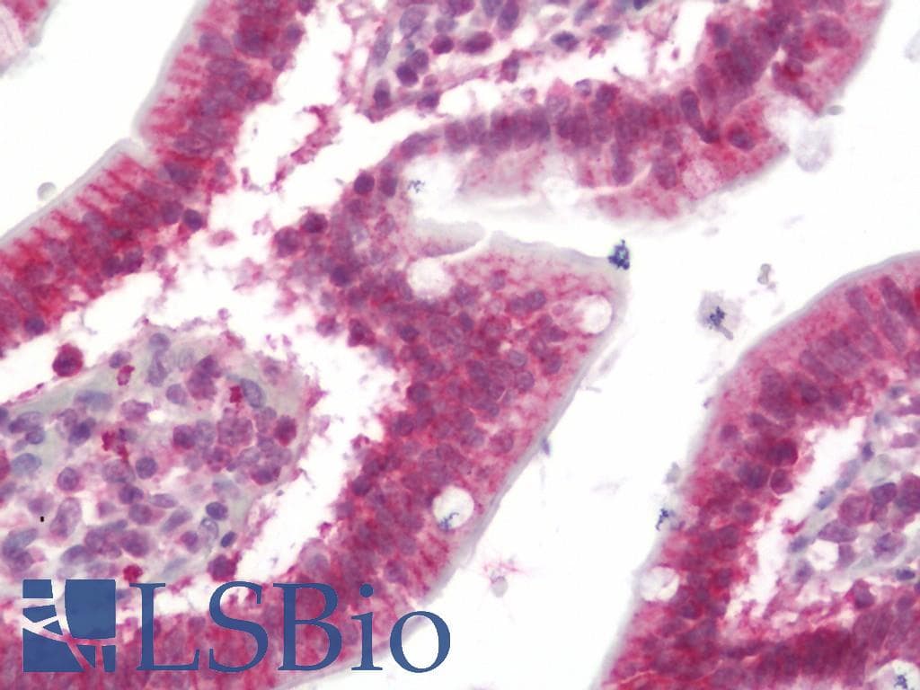 IHC-plus™ WDR61 Antibody