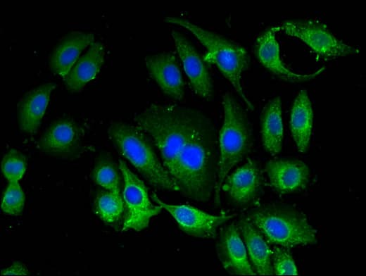 BANF1 / BAF / BCRP1 Antibody