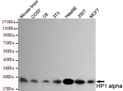 CBX5 / HP1 Alpha Antibody