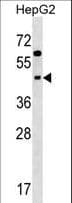 Polyclonal Rabbit anti-Human SIGLEC9 Antibody (aa107-134, WB)
