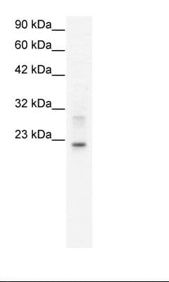 CLDN9 / Claudin 9 Antibody (C-Terminus, FITC)